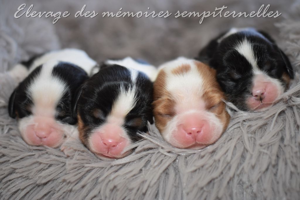 des Mémoires Sempiternelles - Cavalier King Charles Spaniel - Portée née le 22/05/2023