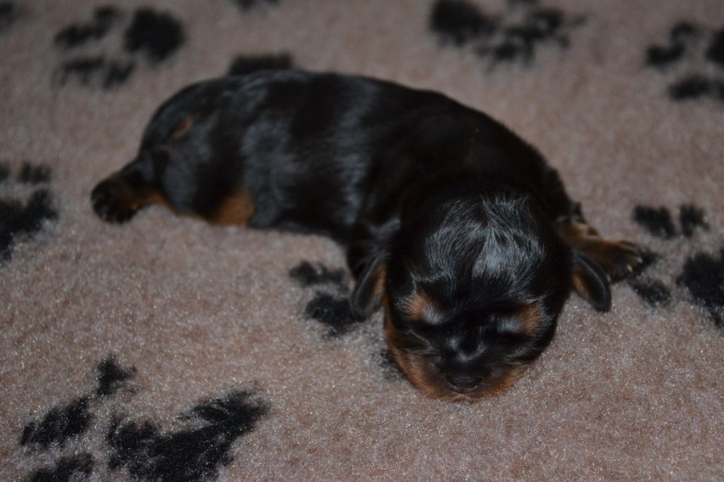 des Mémoires Sempiternelles - Cavalier King Charles Spaniel - Portée née le 12/08/2019