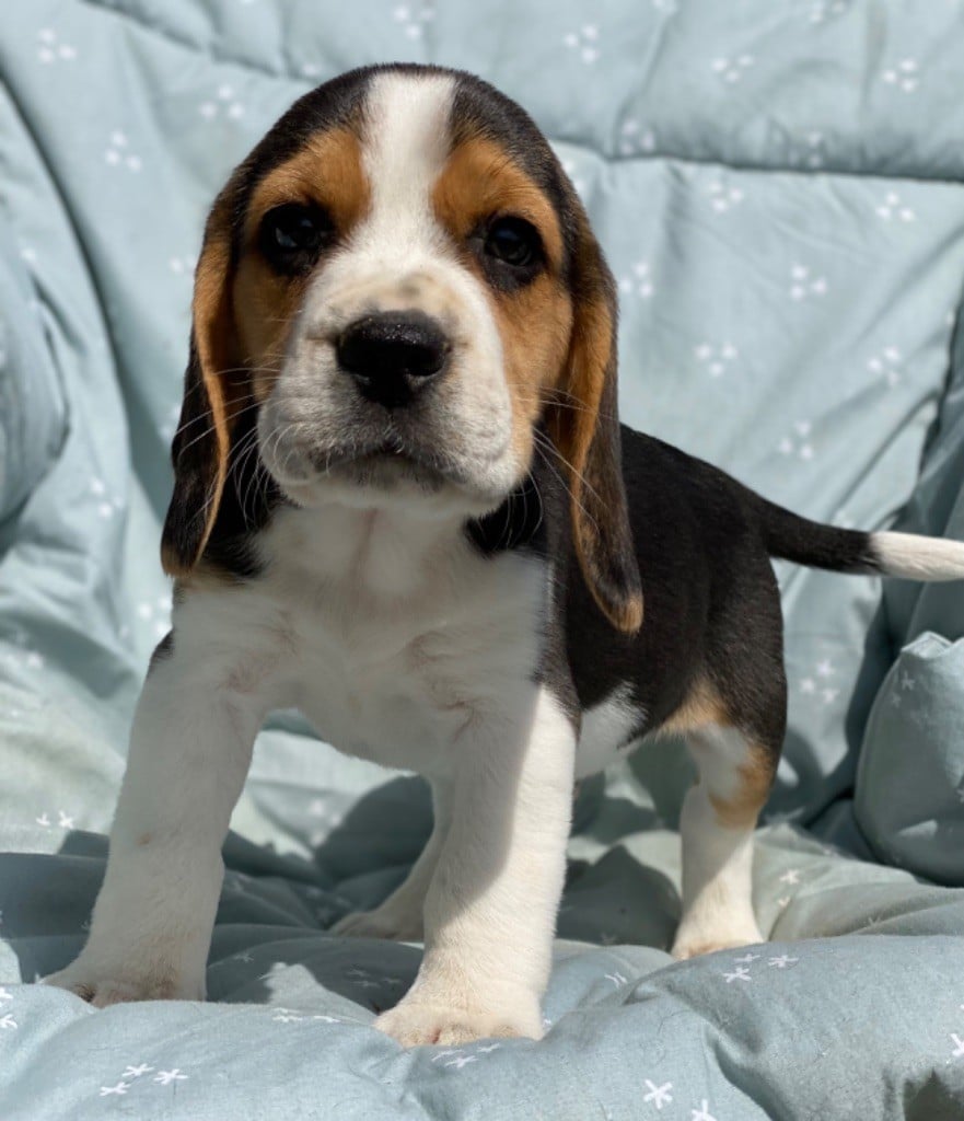 Just A Memory - Chiots disponibles - Beagle