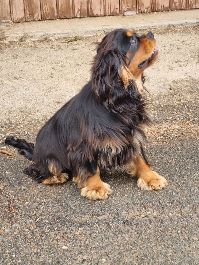 Des Petits Charlots - Tous les chiots ont trouvé leur famille, 