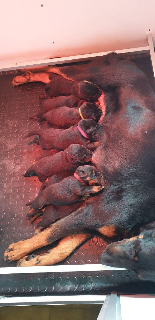 Des Petits Charlots - des petits beaucerons tous frais