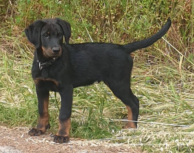 Des Petits Charlots - fin juin 2024, un magnifique male beauceron dispo