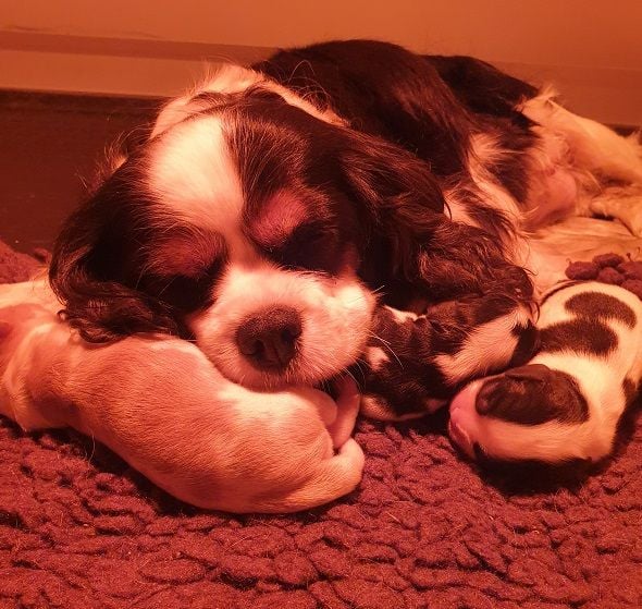 Des Petits Charlots - Cavalier King Charles Spaniel - Portée née le 28/11/2022