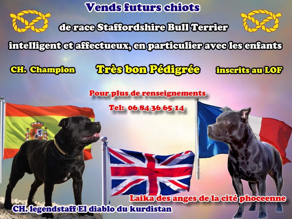 Good Dog Stafford - confirmation de mariage