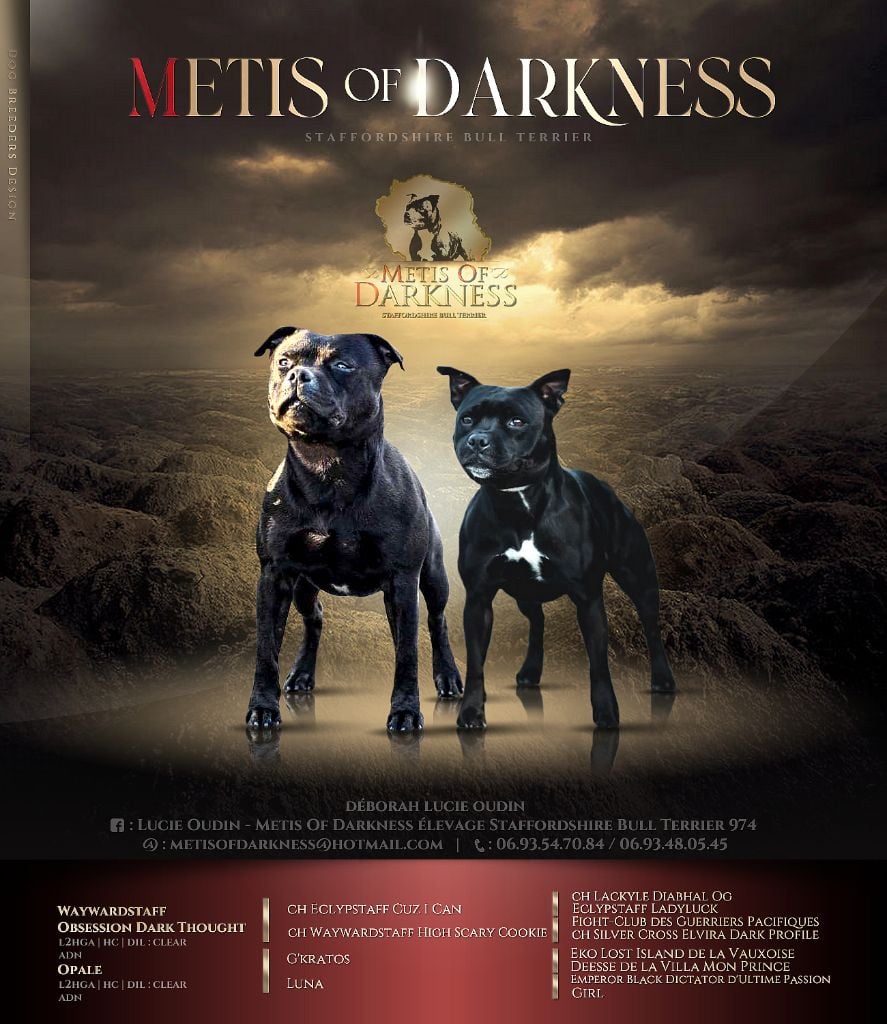 Metis Of Darkness - Staffordshire Bull Terrier - Portée née le 04/12/2023