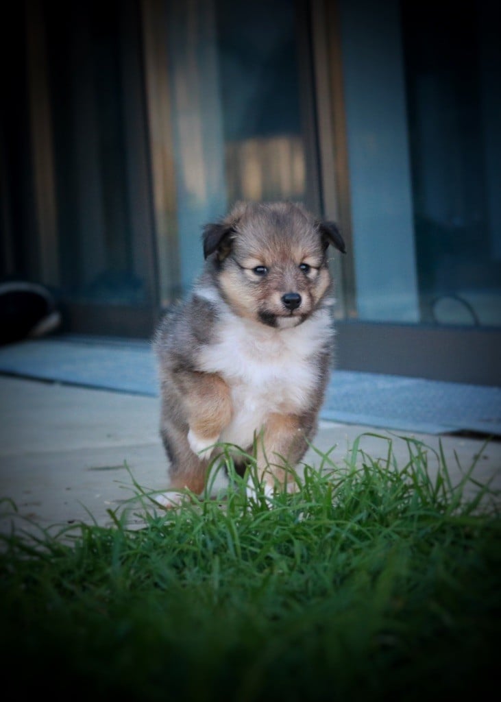 D'Ohana Dream - Chiots disponibles - Shetland Sheepdog