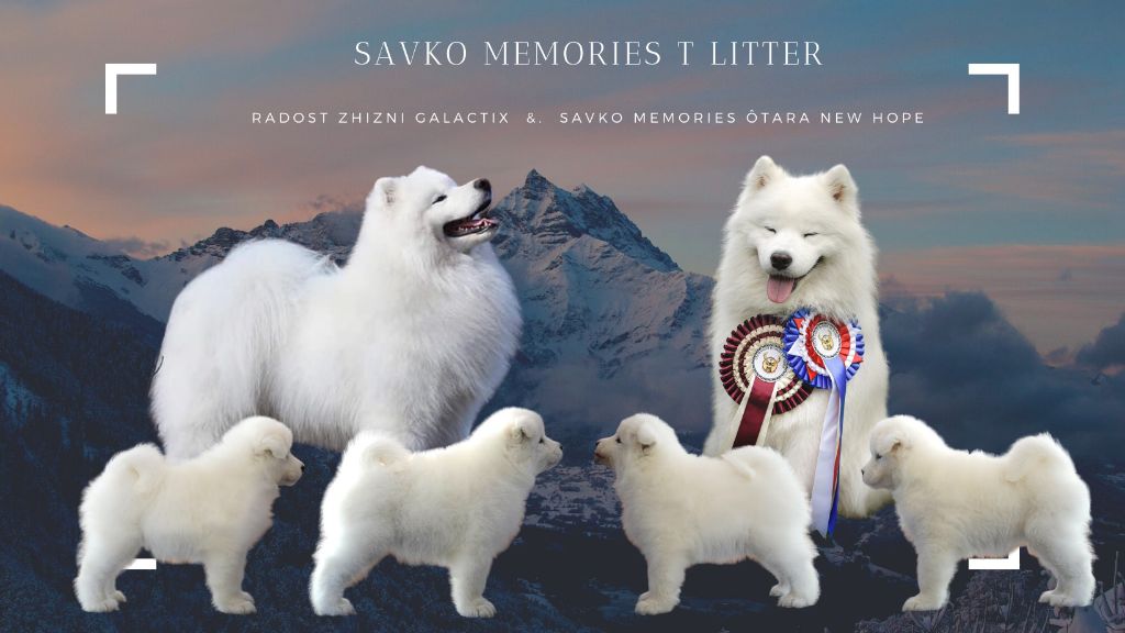 Chiot Samoyède Savko Memories