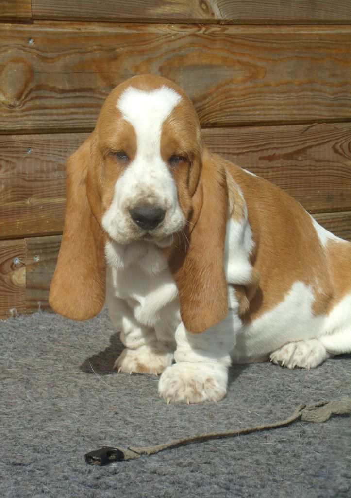 Du Domaine Du Bois Dore - Chiots disponibles - Basset Hound