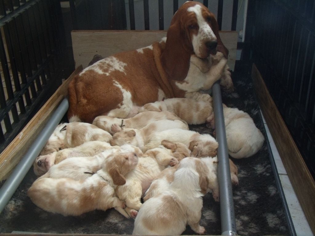 Chiot Basset Hound Du Domaine Du Bois Dore