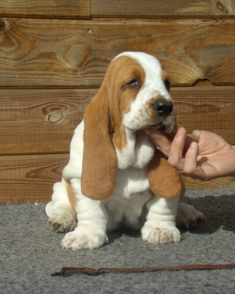 Du Domaine Du Bois Dore - Chiots disponibles - Basset Hound