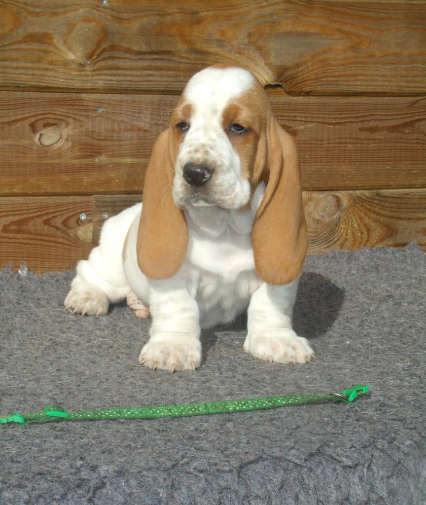 Du Domaine Du Bois Dore - Chiots disponibles - Basset Hound