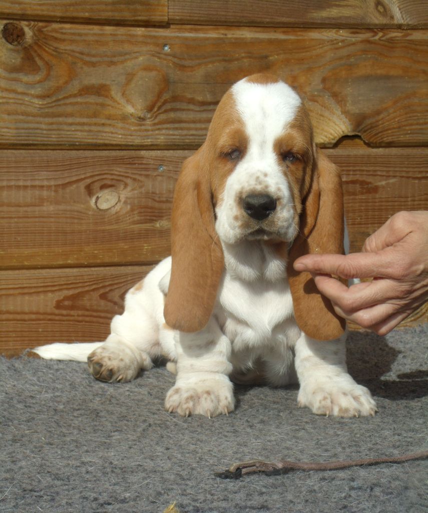 Du Domaine Du Bois Dore - Chiots disponibles - Basset Hound