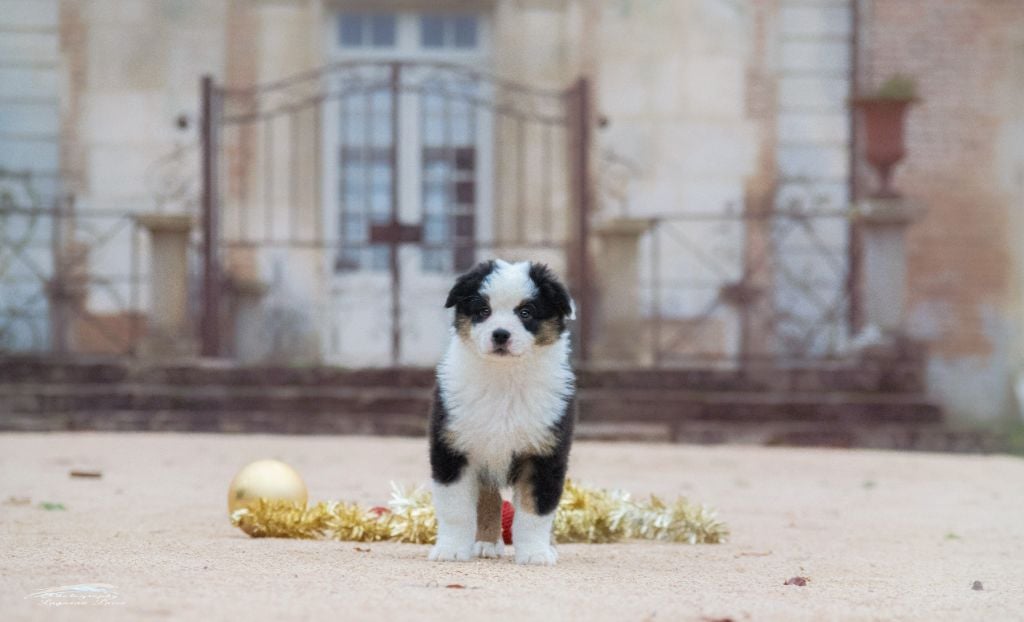 Panda recherche sa famille pour la vie. 