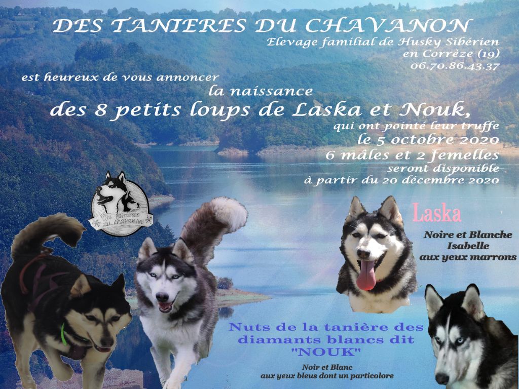 Chiot Siberian Husky Des Tanières Du Chavanon