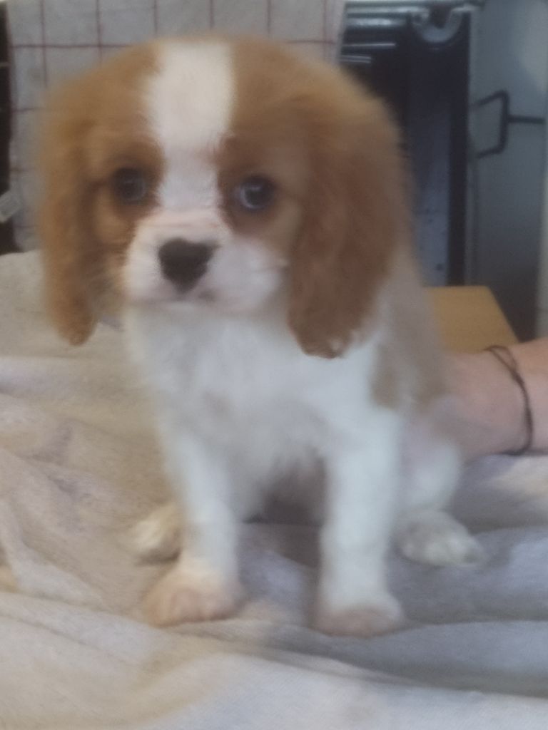 Au Coeur Des Landes - Chiots disponibles - Cavalier King Charles Spaniel