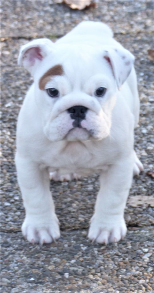 Au Coeur Des Landes - Bulldog Anglais - Portée née le 16/11/2020