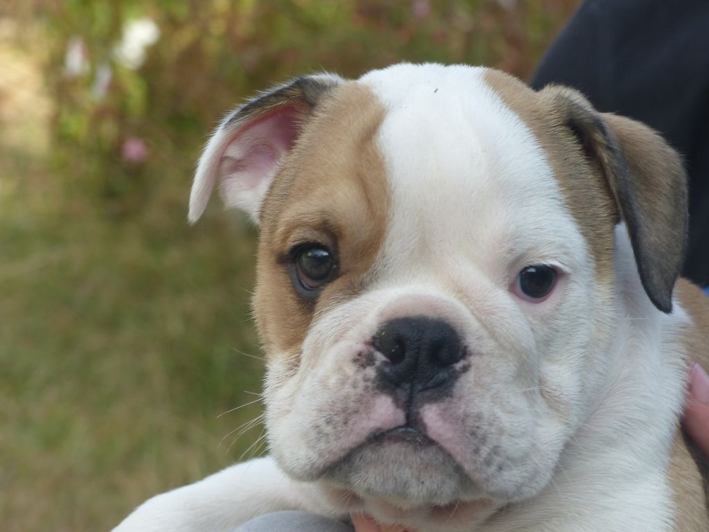 Au Coeur Des Landes - Bulldog Anglais - Portée née le 06/08/2018