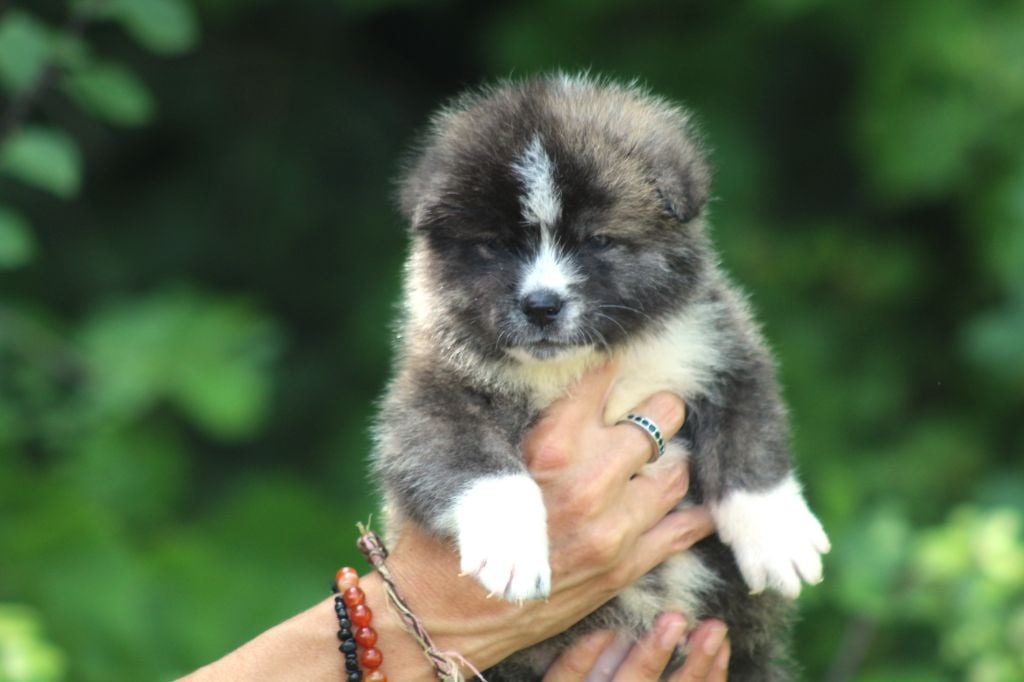 des Empereurs d'Hakira - Chiots disponibles - Akita