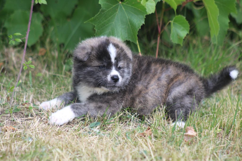 des Empereurs d'Hakira - Chiots disponibles - Akita