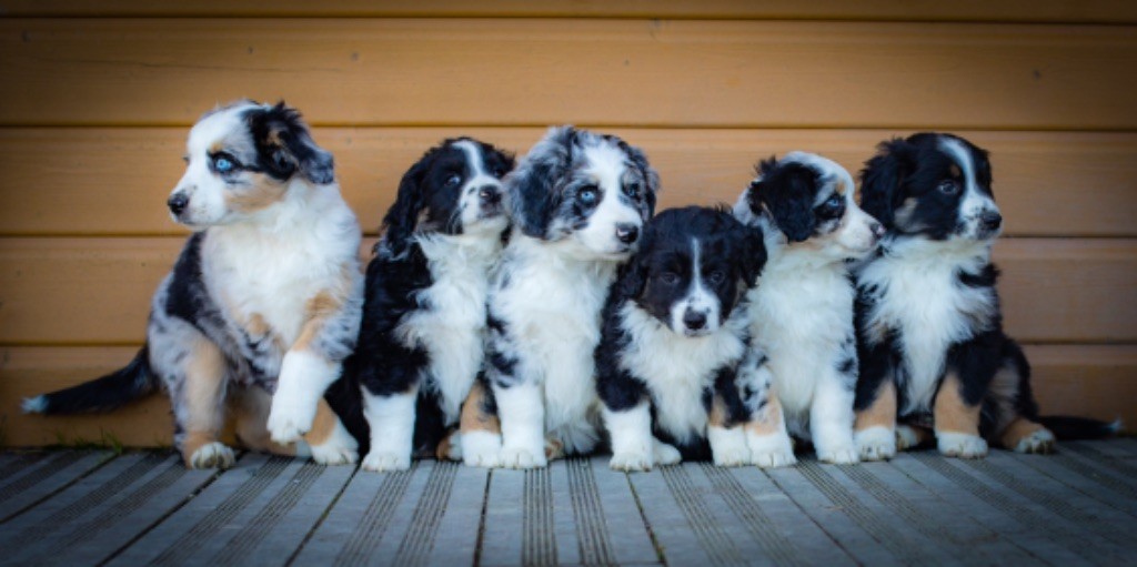 Chiot Berger Américain Miniature  Des Seigneurs De Morlanne