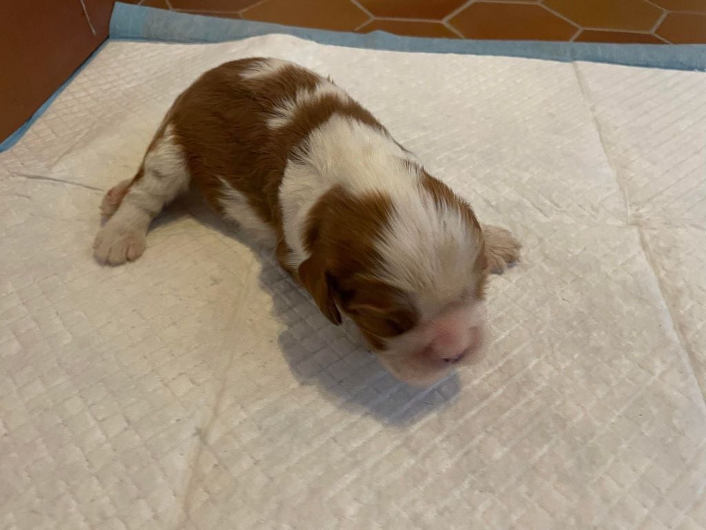 Des Cavaliers Des Bruyeres - Chiots disponibles - Cavalier King Charles Spaniel