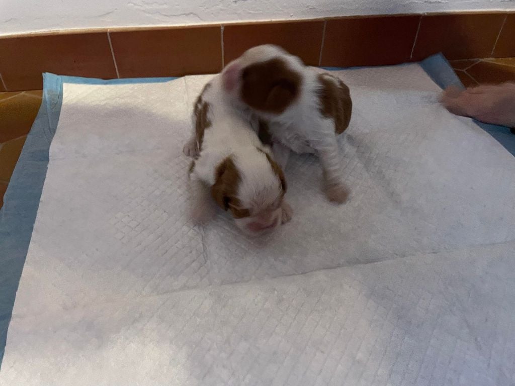 Chiot Cavalier King Charles Spaniel Des Cavaliers Des Bruyeres