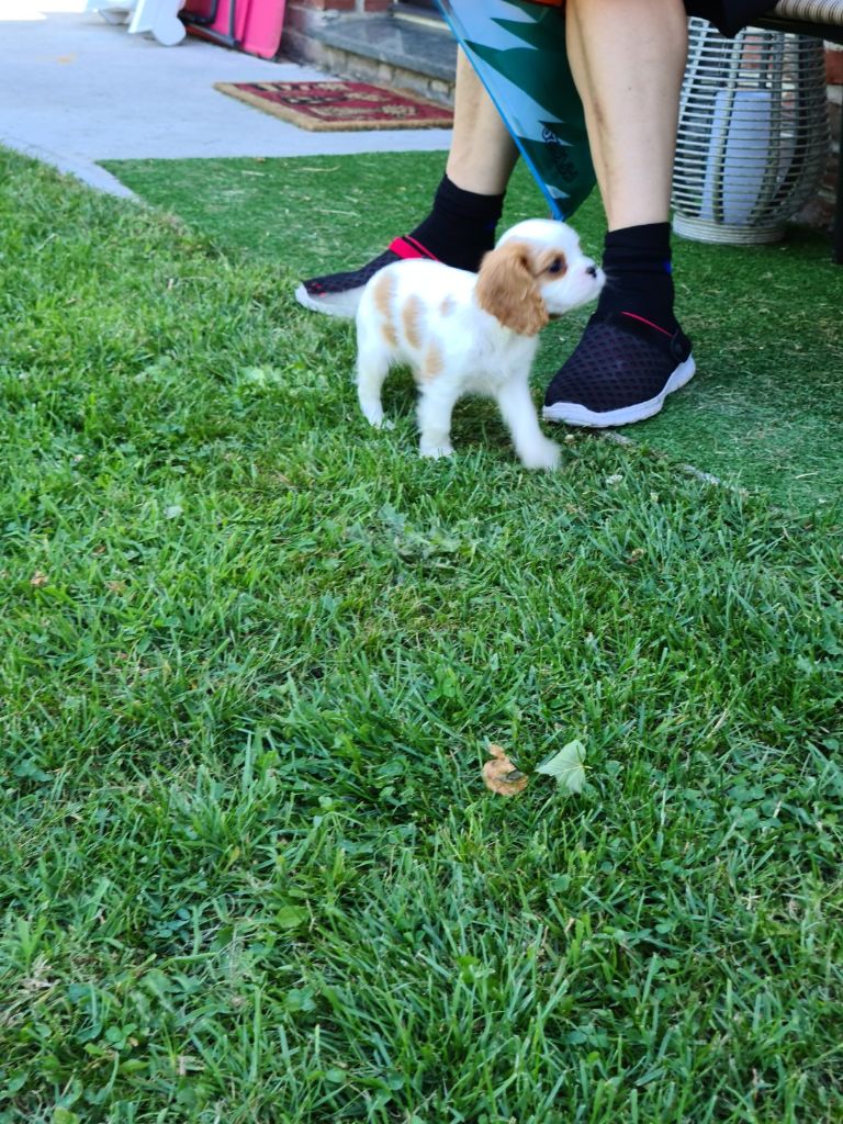 Chiot Cavalier King Charles Spaniel Des Cavaliers Des Bruyeres