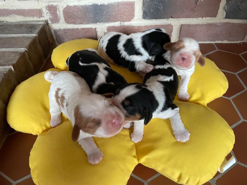 Des Cavaliers Des Bruyeres - Chiots disponibles - Cavalier King Charles Spaniel