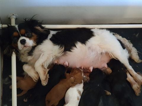 Des Cavaliers Des Bruyeres - Cavalier King Charles Spaniel - Portée née le 28/09/2020