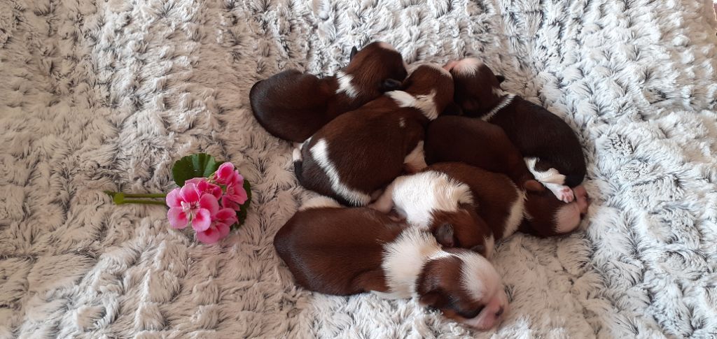 Chiot Shih Tzu Au Royaume Des Géraniums