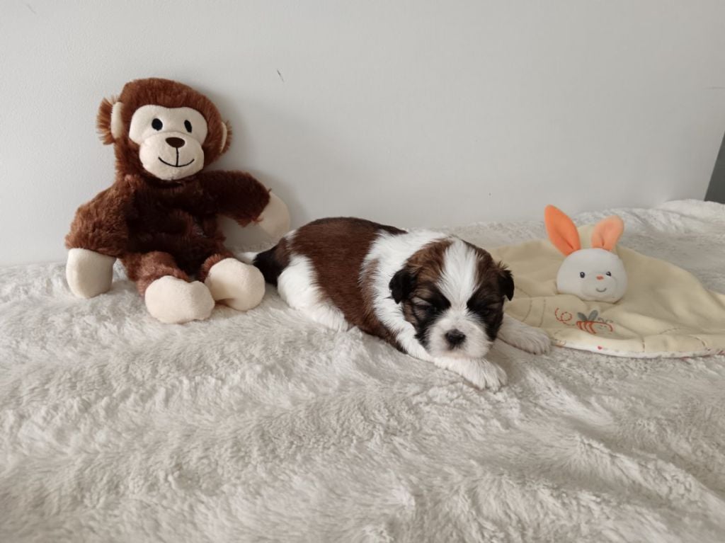 Au Royaume Des Géraniums - Chiots disponibles - Shih Tzu