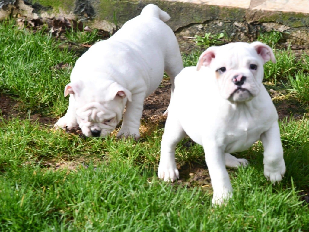 The Bull's Of Sweetness Marchal - Chiots disponibles - Bulldog Anglais