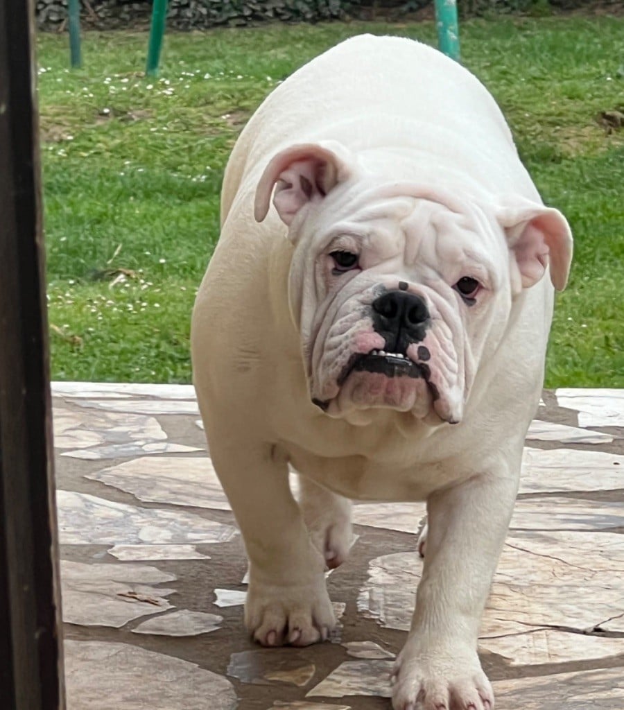 The Bull's Of Sweetness Marchal - Chiots disponibles - Bulldog Anglais