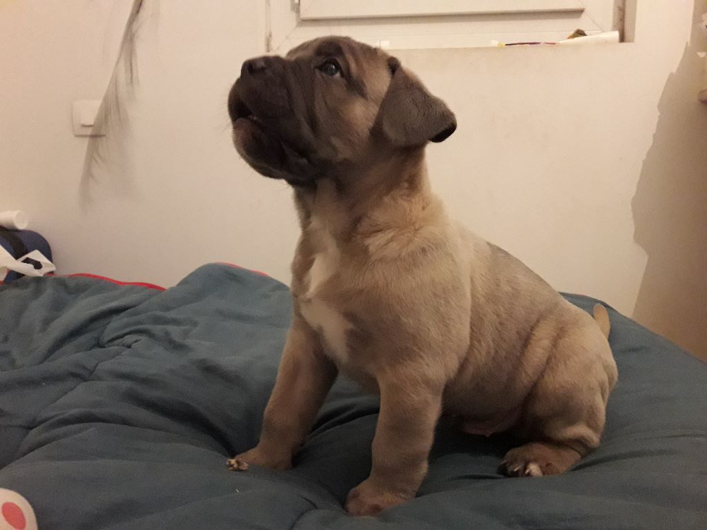 De La Campagne Fontenelle - Cane Corso - Portée née le 01/12/2019