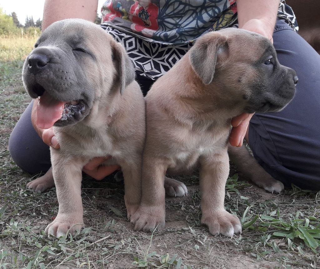 De La Campagne Fontenelle - Cane Corso - Portée née le 03/08/2019