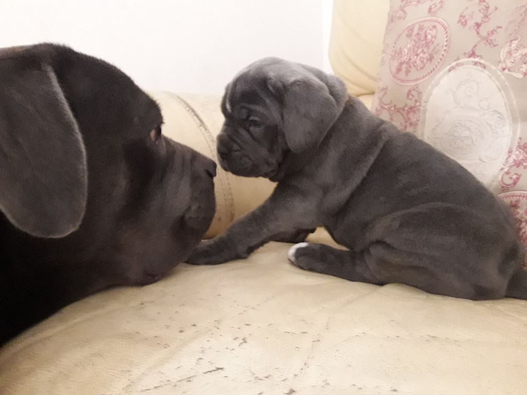 De La Campagne Fontenelle - Cane Corso - Portée née le 09/12/2019