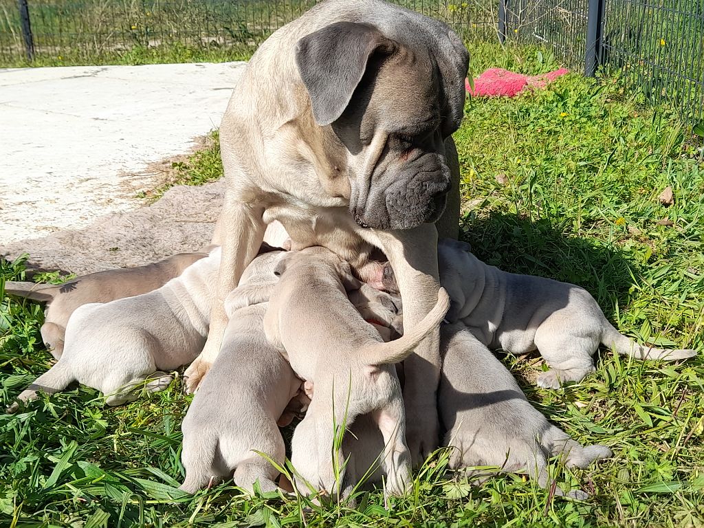 De La Campagne Fontenelle - Cane Corso - Portée née le 16/02/2021