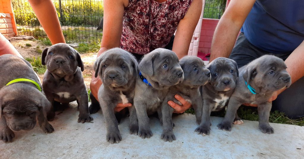 De La Campagne Fontenelle - Cane Corso - Portée née le 23/04/2021