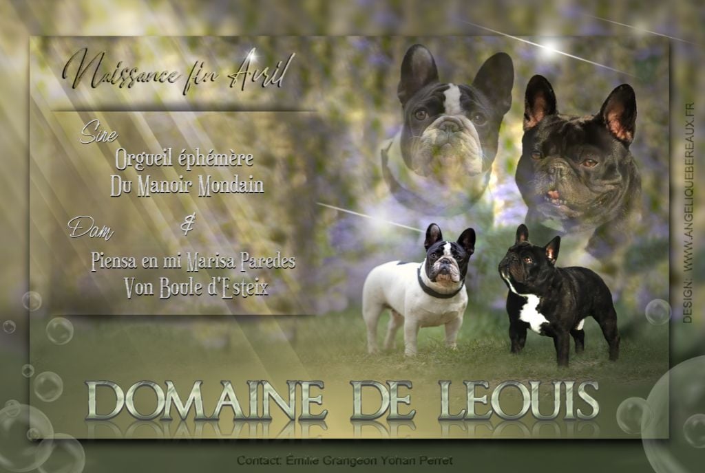 Du Domaine De Leouis - Les bébés sont arrivés