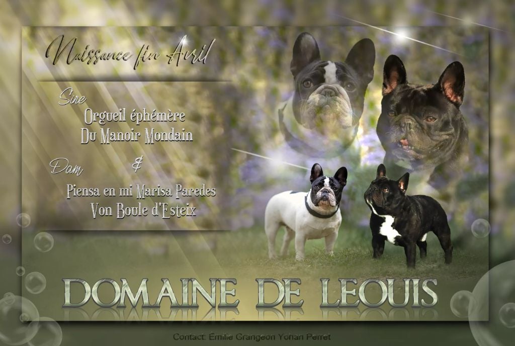 Chiot Bouledogue français Du Domaine De Leouis