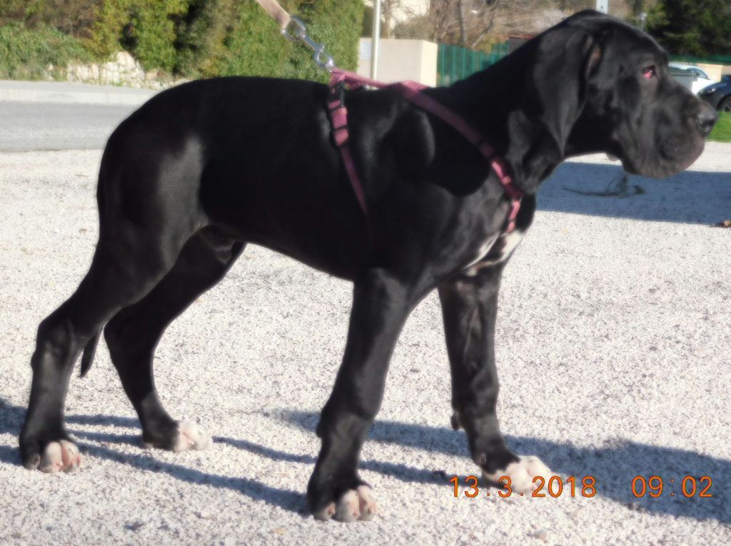 Du Castrum Brimoniae - Chiots disponibles - Dogue allemand