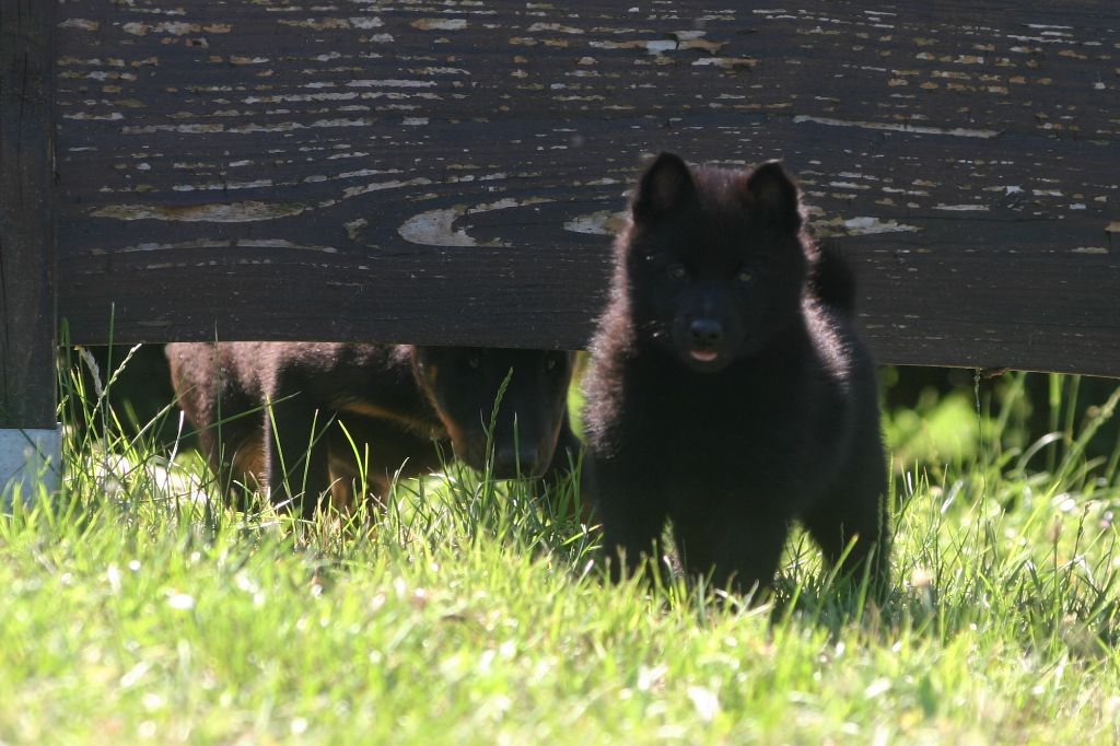 Du Jardin D'Oslo - Schipperke - Portée née le 26/04/2023