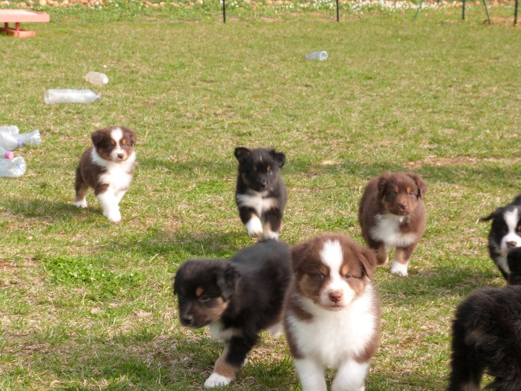 Chiot Berger Australien De La Legende Asturienne