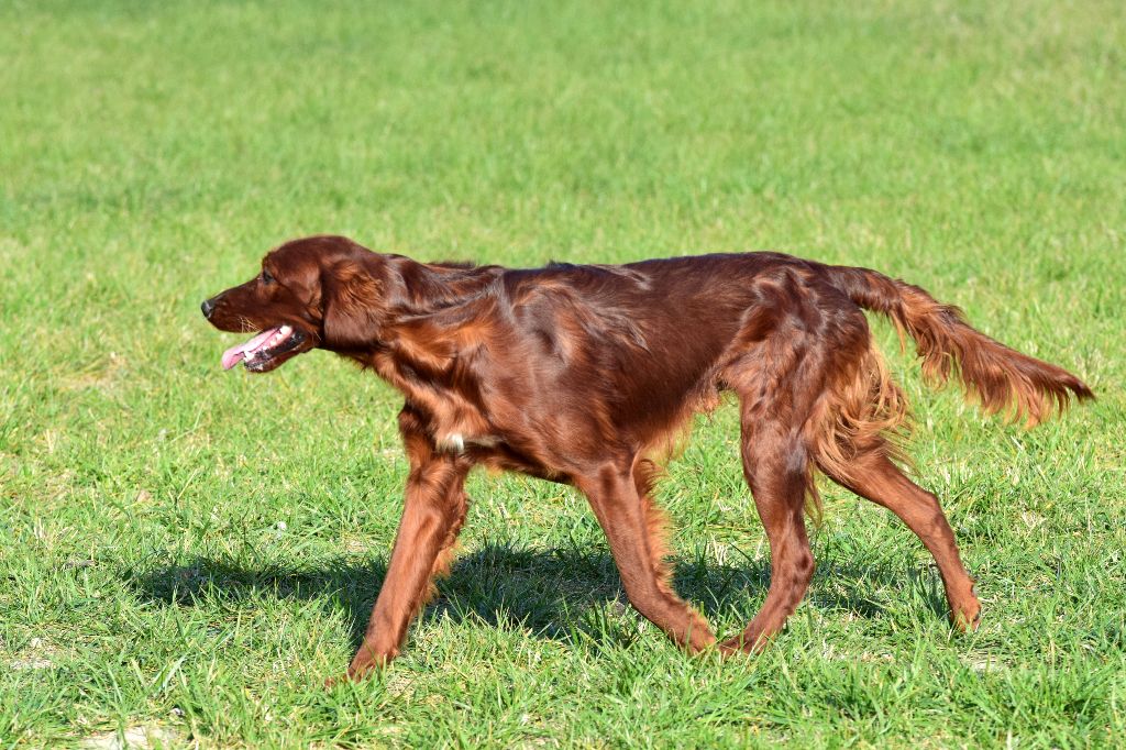 Des Bords Du Clain - 17/06/2018 GAME FAIR LAMOTTE BEUVRON