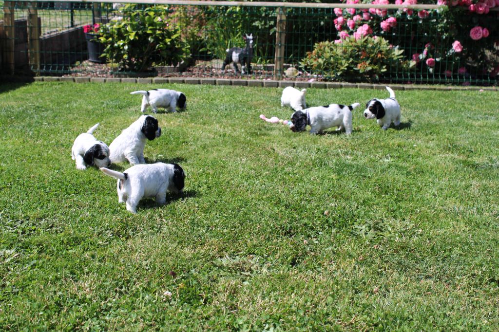 du Domaine d'Anor - Cocker Spaniel Anglais - Portée née le 09/05/2022