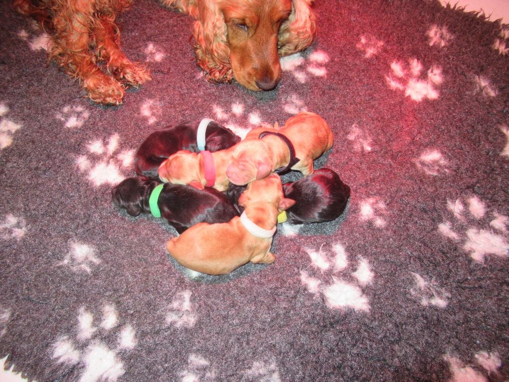 Chiot Cocker Spaniel Anglais du Domaine d'Anor