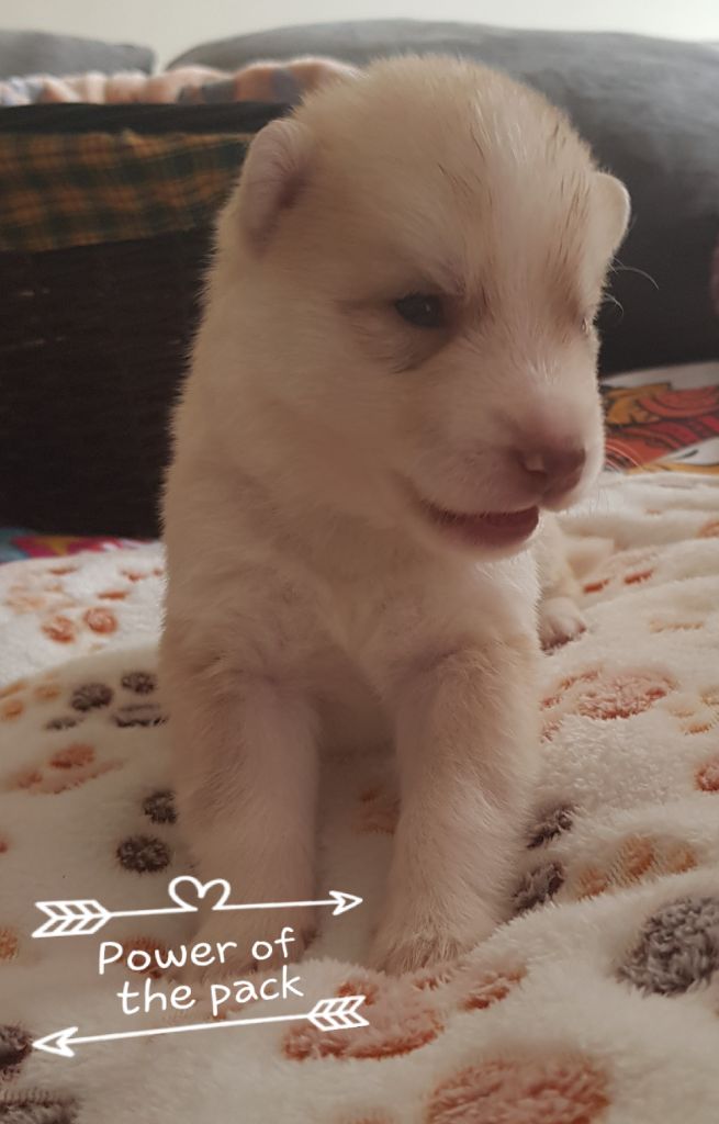 Wolves Of The Moon - Siberian Husky - Portée née le 07/03/2019