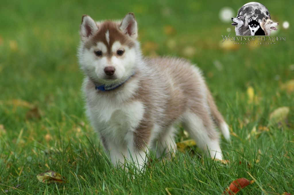 Wolves Of The Moon - Siberian Husky - Portée née le 08/10/2023