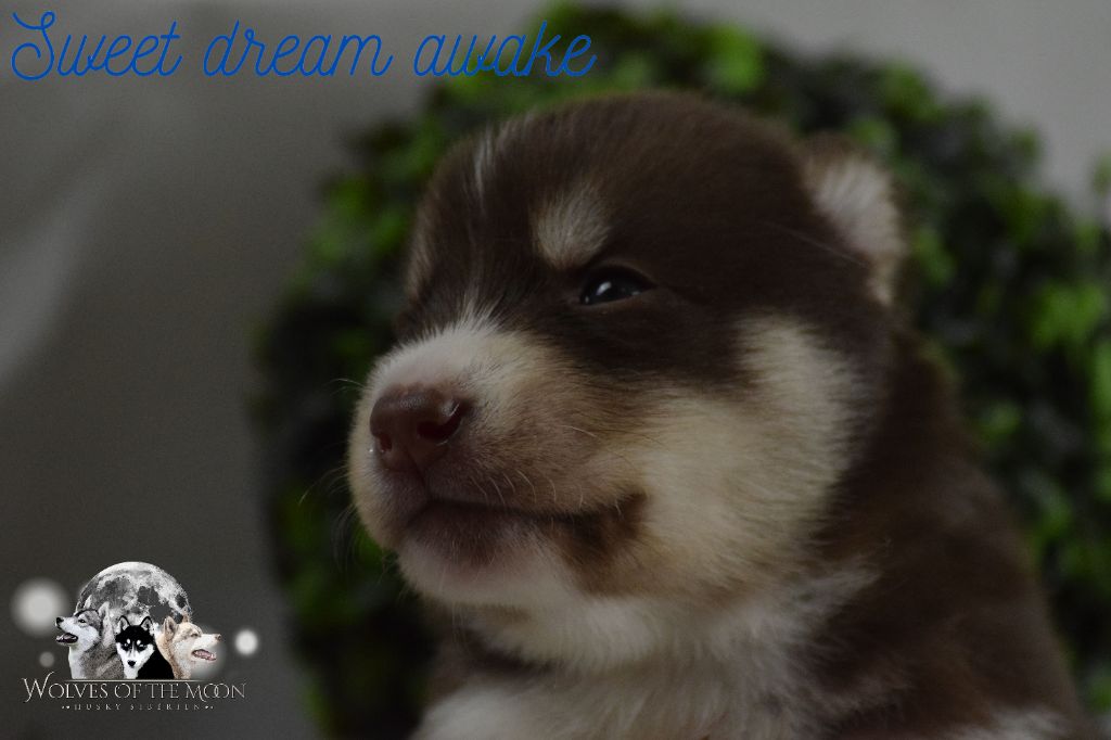 Wolves Of The Moon - Siberian Husky - Portée née le 30/11/2021