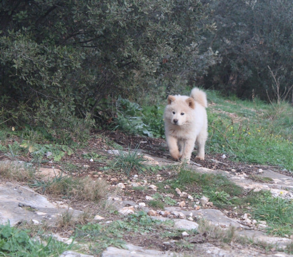 Du Mont Victoire - Chiots disponibles - Eurasier